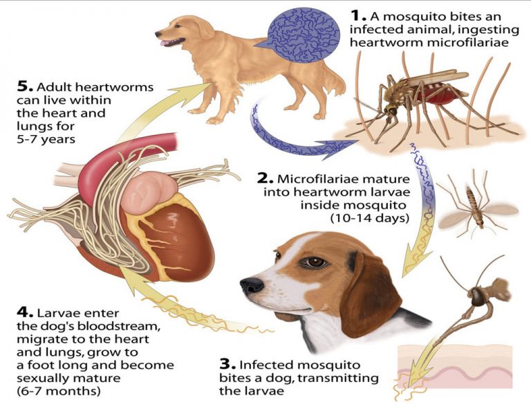 Cycle showing how heartworms are transmitted