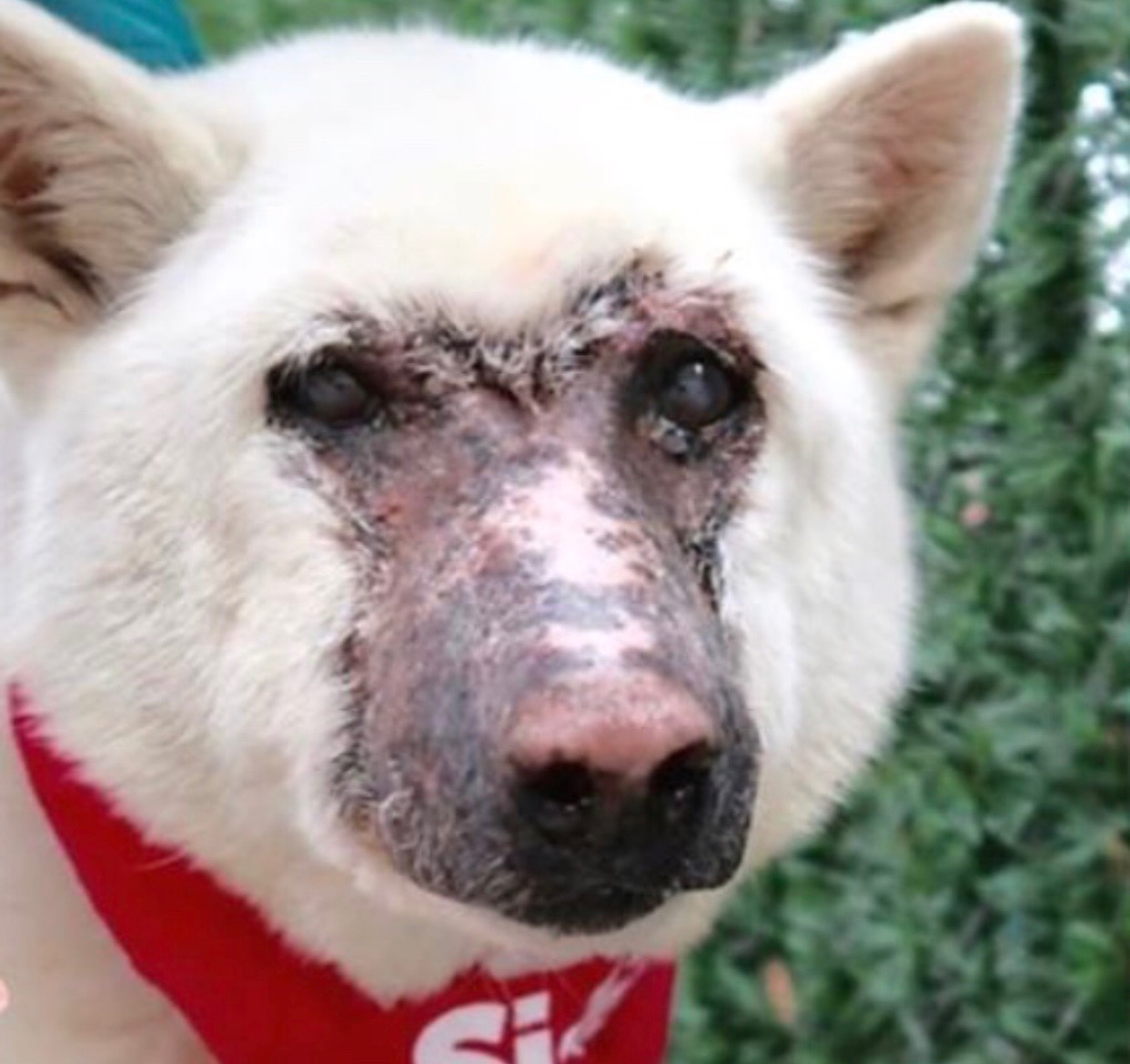White Korean Jindo with hair missing around muzzle.