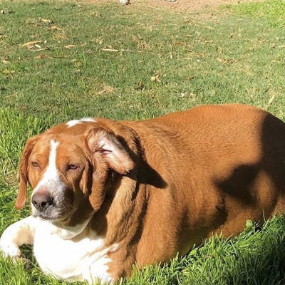 Jameson Laying In Yard