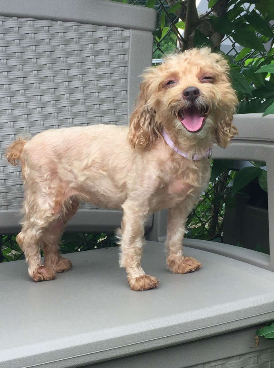 Yorkiepoo Jayde Yorkiepoo Jayde