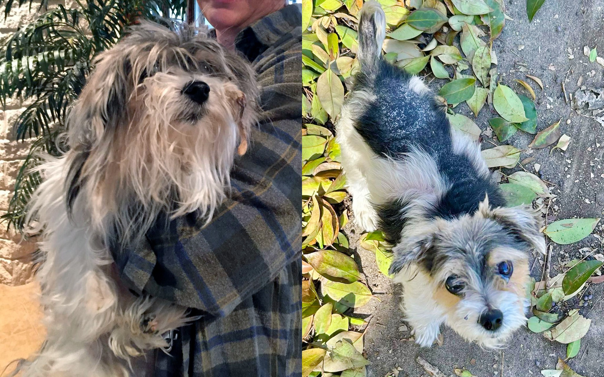 Jessa before and after dog before and after