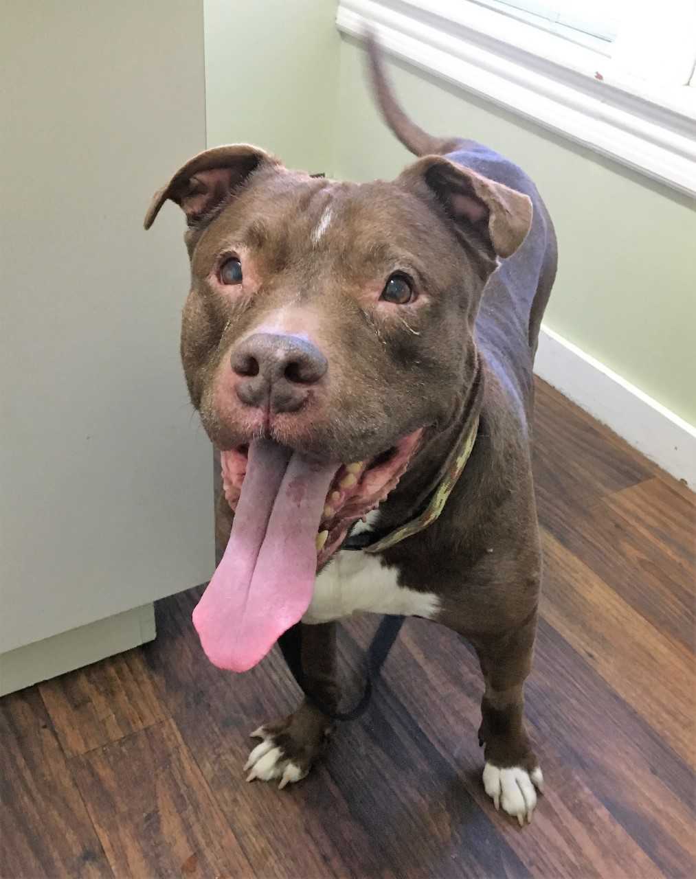 Chocolate brown pit bull with white paws standing with tongue open on wood floor.