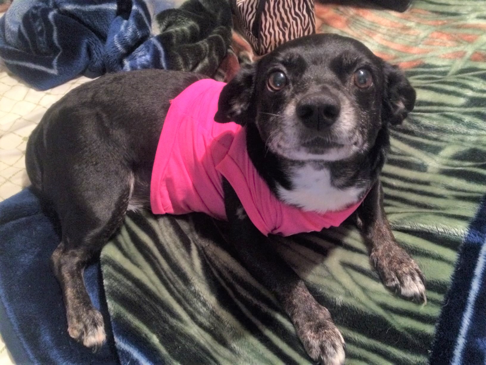 small black dog in a pink shirt