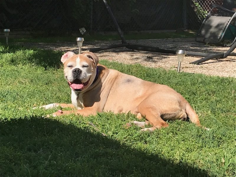 Legacy Boxer Rescue The Grey Muzzle Organization