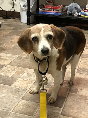Lilly the beagle at shelter Lilly the beagle at shelter