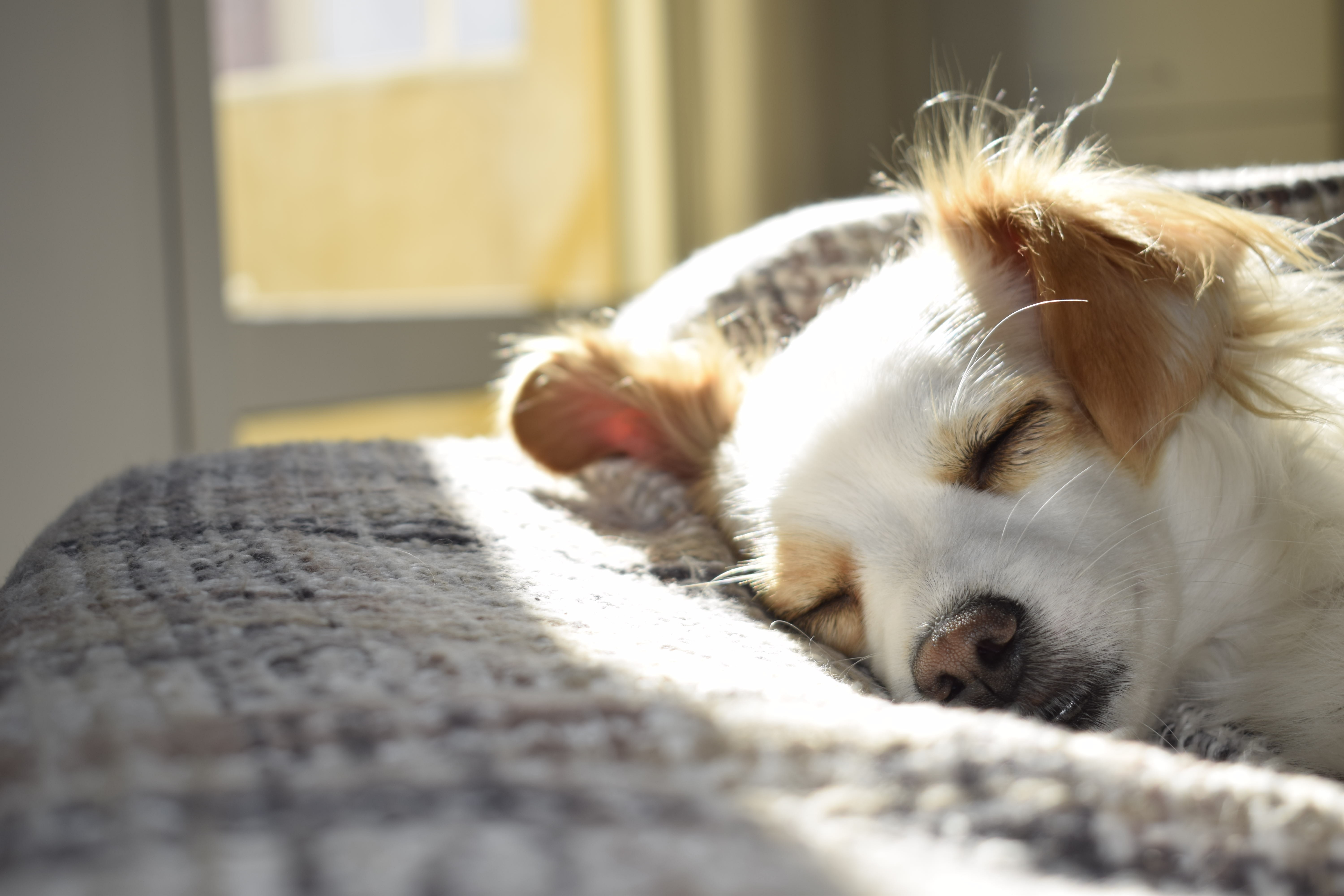 Little dog sleeping in bed Little dog sleeping in bed