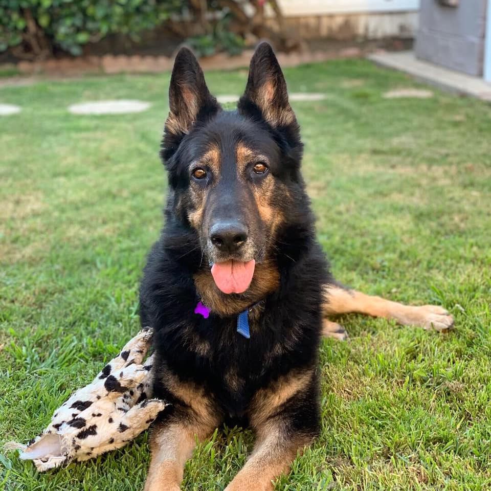 German Shepherd Magnus German Shepherd Magnus