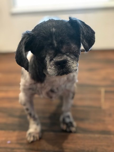 Penelope Penelope