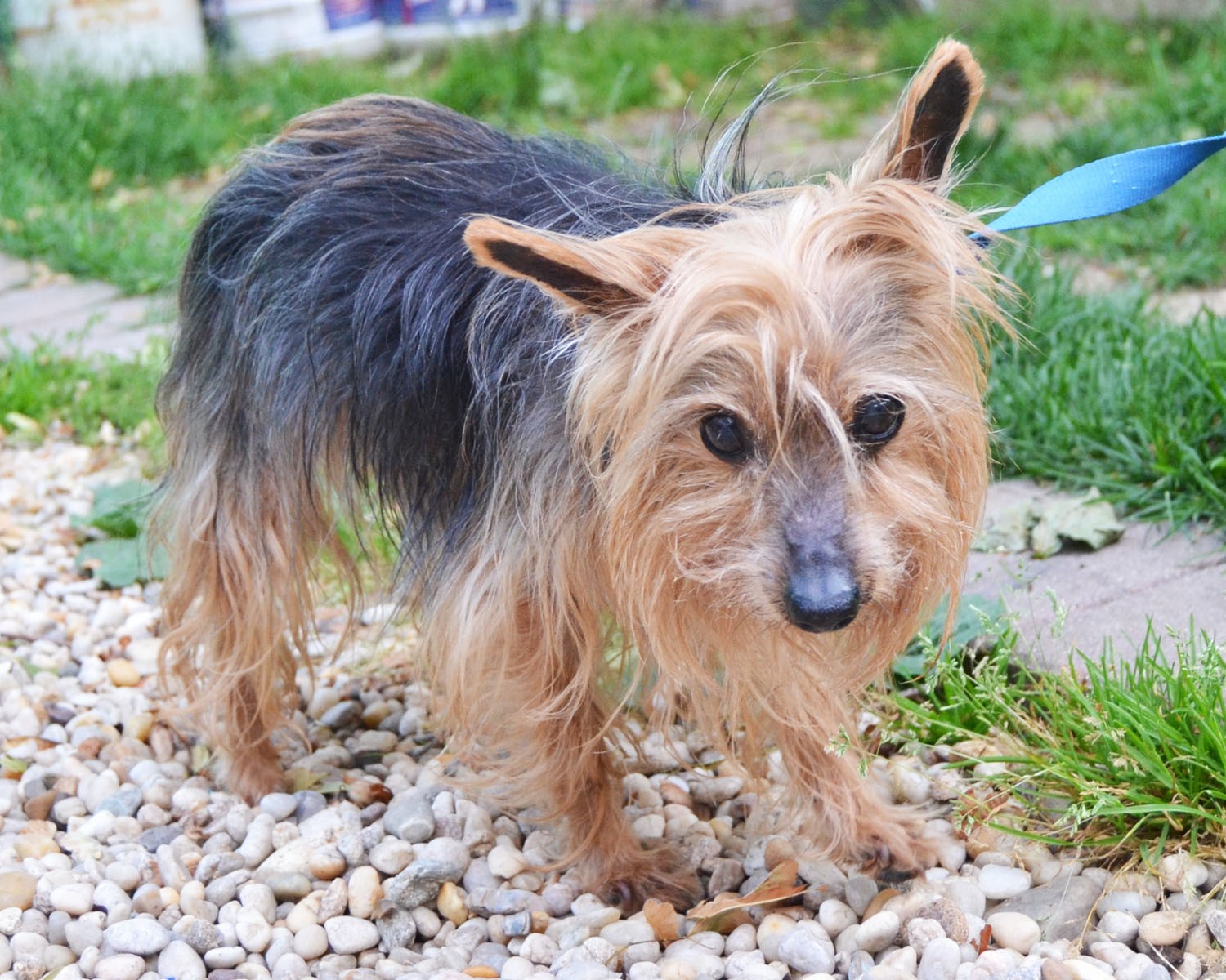 Grey Muzzle Grants Give Golden Years To Good Old Dogs The Grey Muzzle