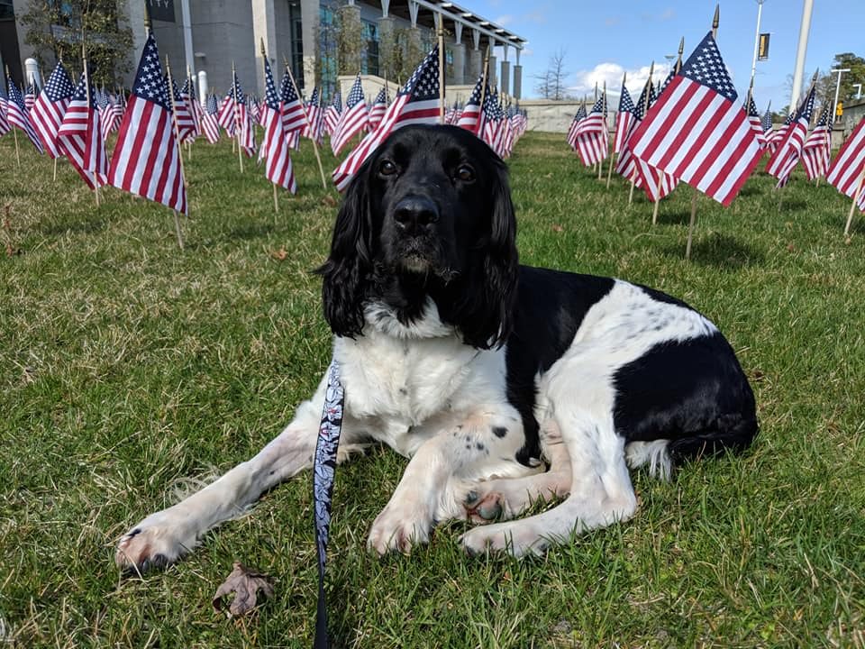 Warlord Black and white English Springer Spaniel