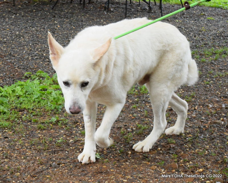 Mars Friends of Homeless Animals