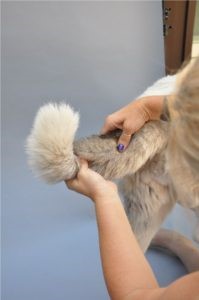 Tail Massage
