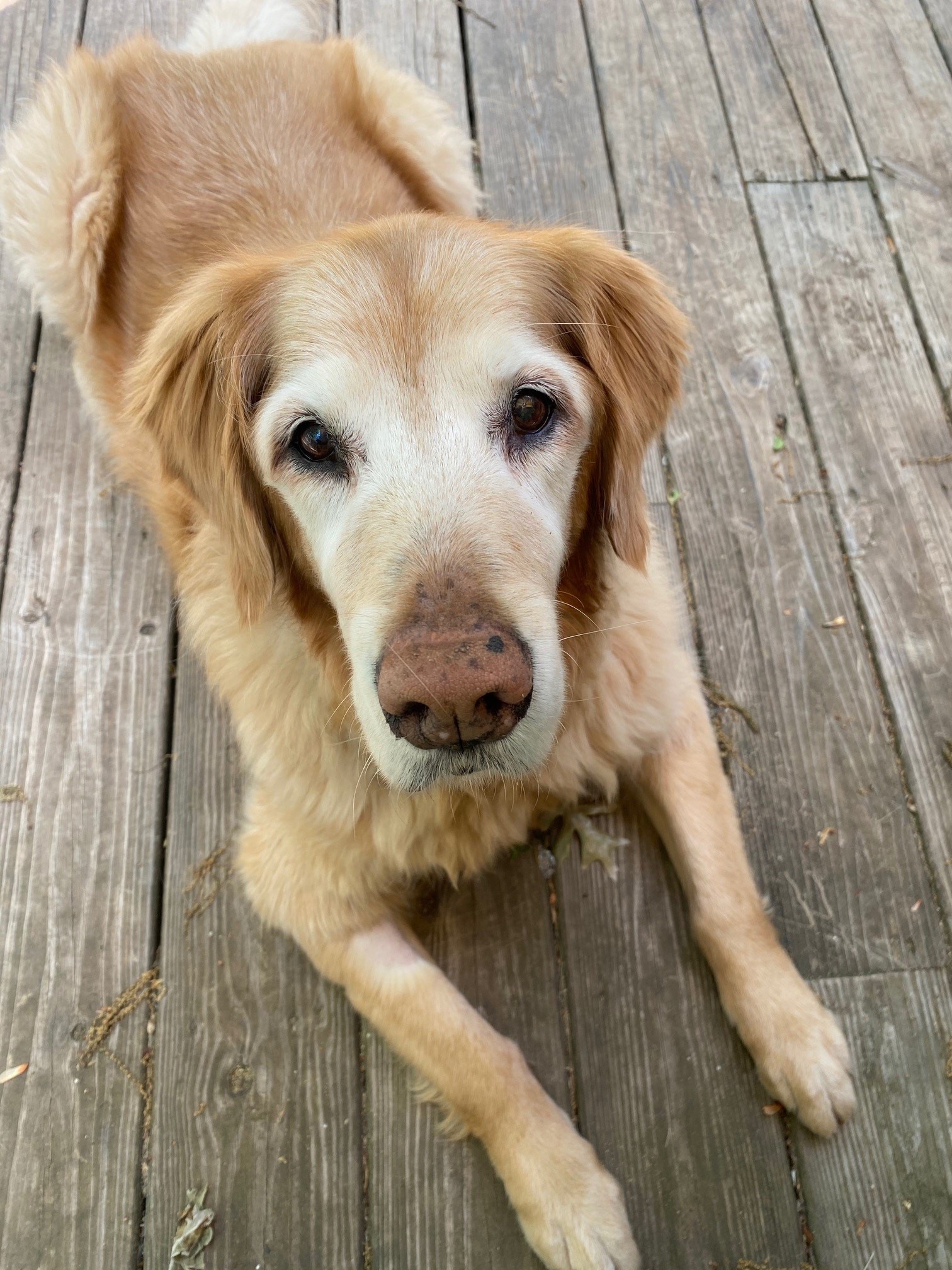 golden retriever, Max golden retriever