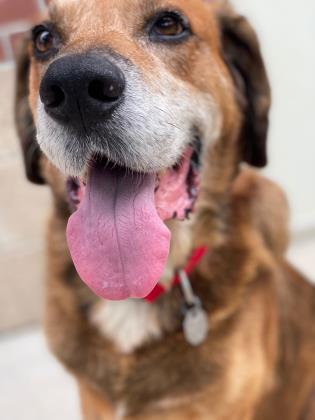 Hound dog with tongue out Hound dog with tongue out