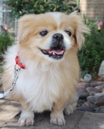 muzzle for pekingese