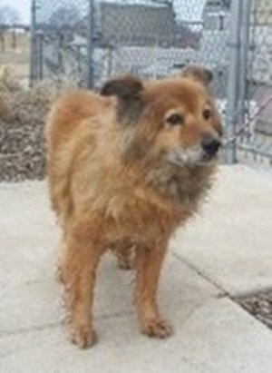 chow chow sheltie mix