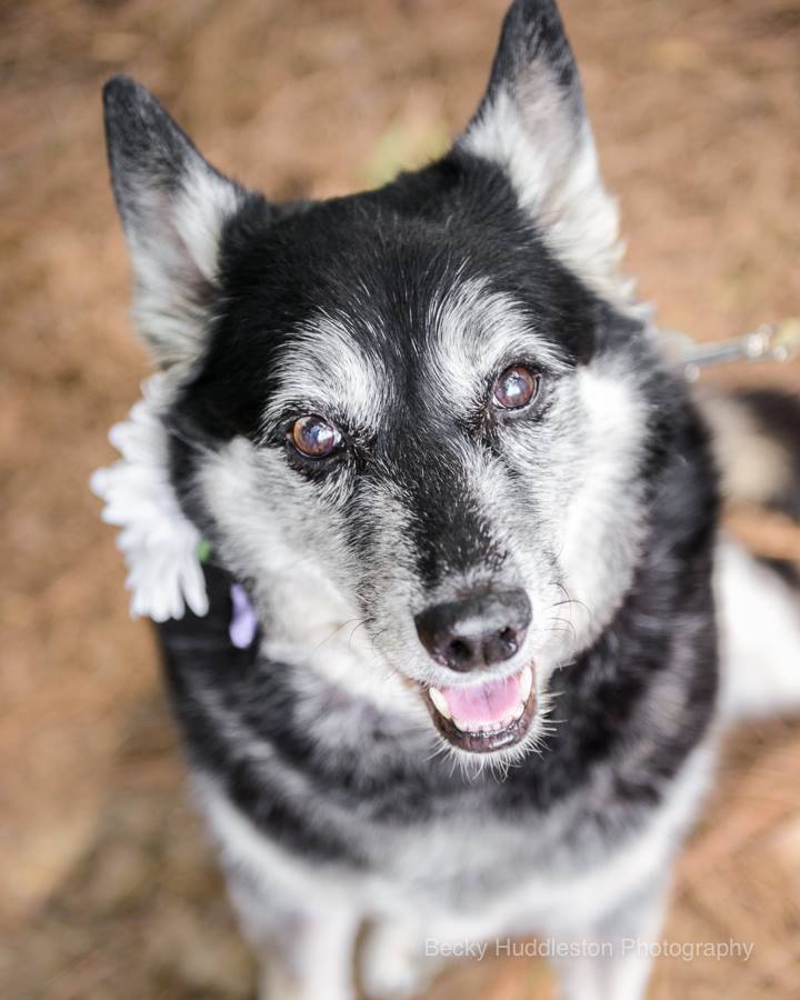 Valerie The Grey Muzzle Organization