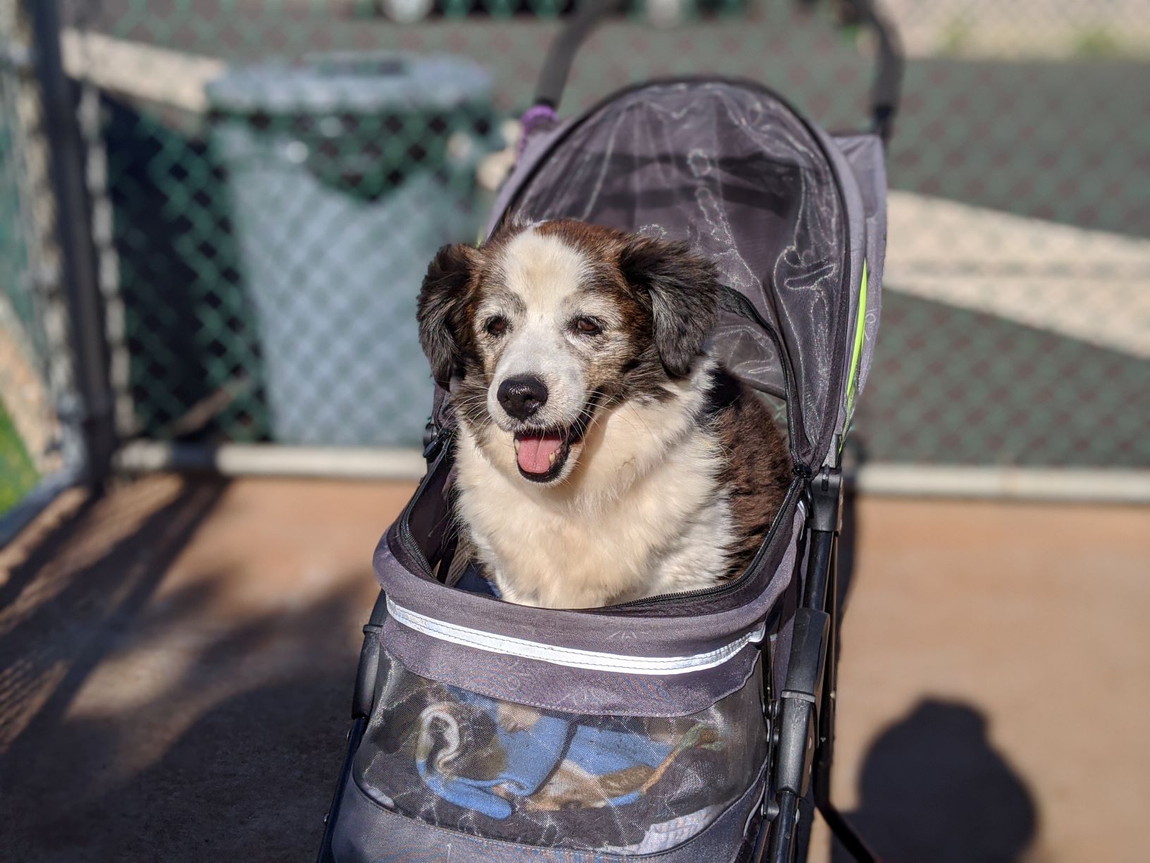 Brindi in her new stroller Brindi Maui Humane Society