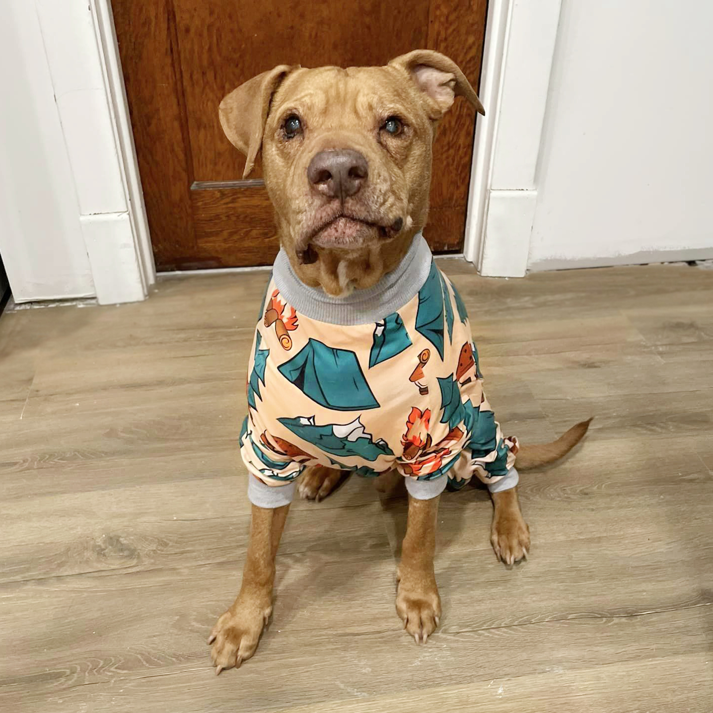 Mingo in pajamas brown dog in pajamas