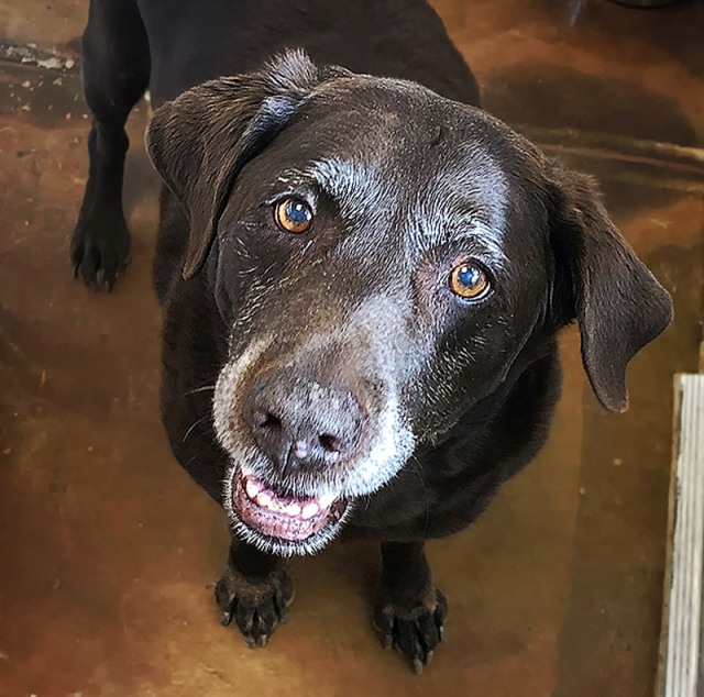 Chocolate lab standing on tan floor. Dog is looking up at camera and has a grey around her mouth and nose.