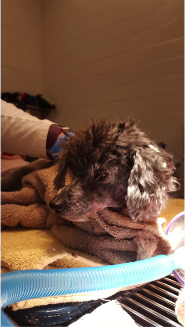 Miss Emmie Small black and grey dog wrapped in a towel.