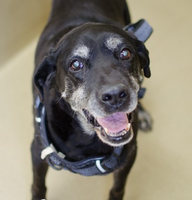 black lab, Missy, smiling at the camera black lab smiling at the camera