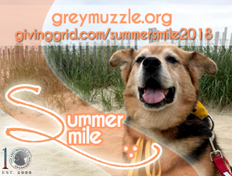 Brown and tan dog with mouth open. Top of photo says "greymuzzle.org givinggrid.com/sumersmile2018". Bottom left says summer smile with grey muzzle 10 year logo.