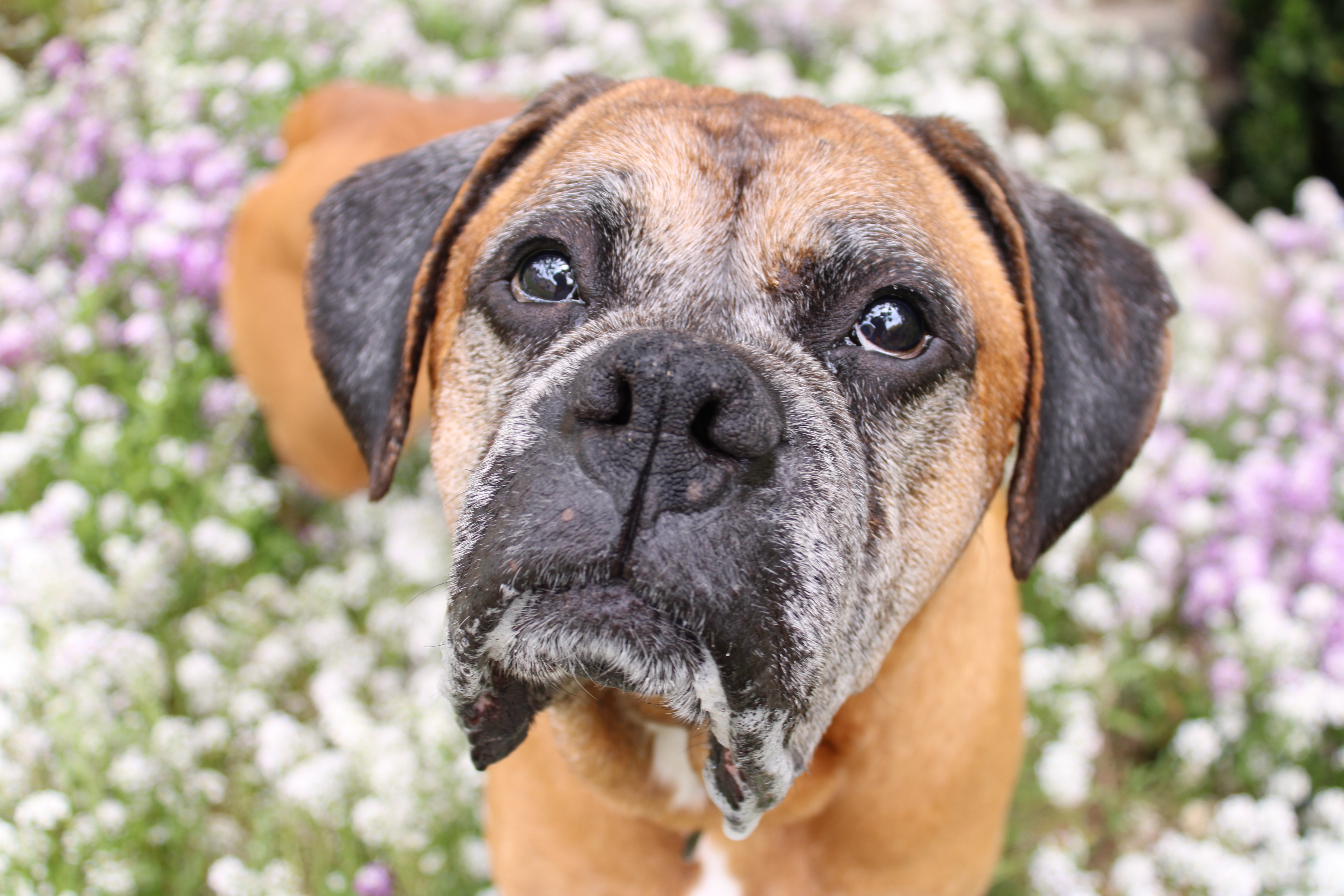 Petey Boxer close up