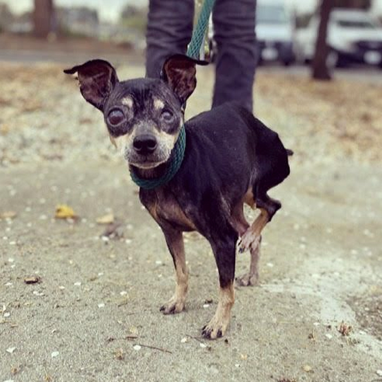 Nellie with 3 legs min pin with 3 legs