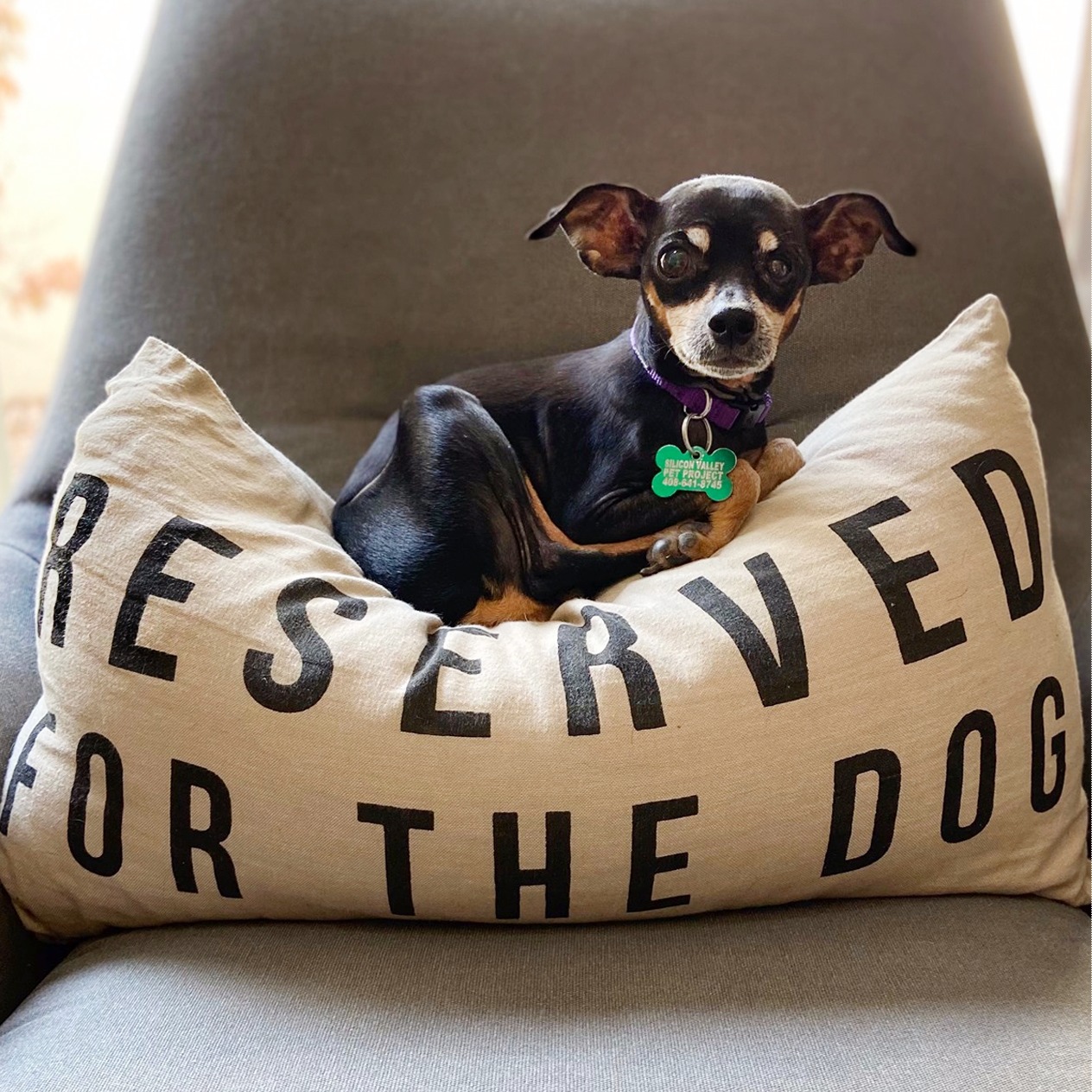 Nellie the min pin on a pillow min pin on pillow