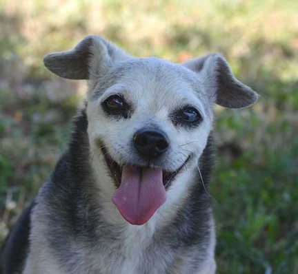 Nena Small black and grey dog sitting on a blue blanket.