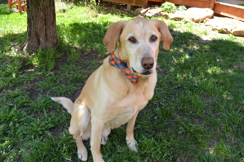 Grey Muzzle featured in The Huffington Post The Grey Muzzle Organization