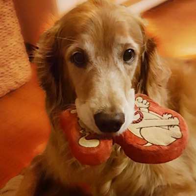 Old Dog with Toy