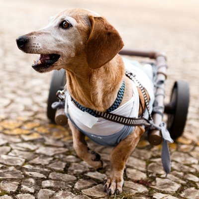 Old Dog with Wheels