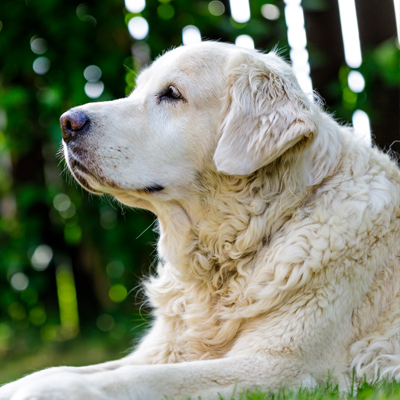 Old Earth Dog