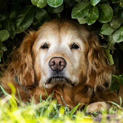 Old Fire Dog