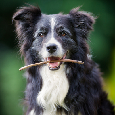 Old Metal Dog