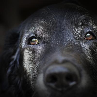 Old Water Dog