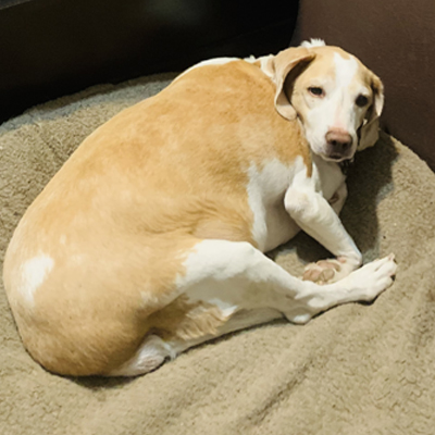 Paddy On Bed