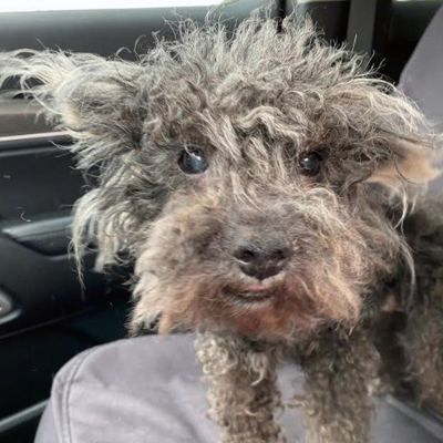 Peanut When Rescued