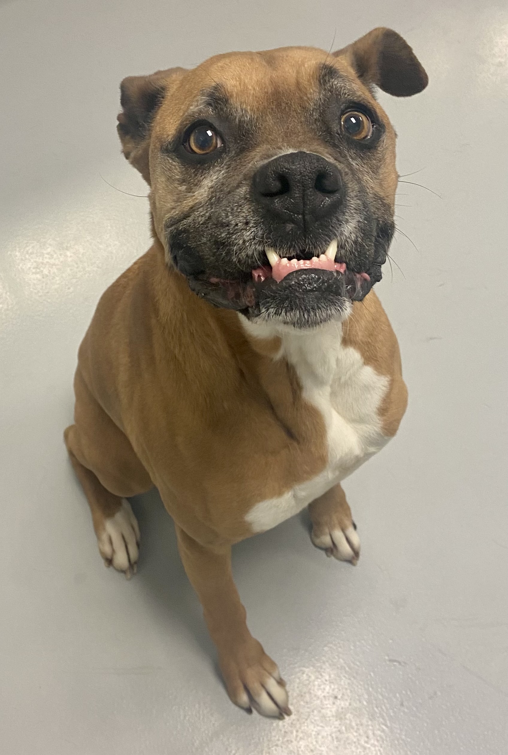 boxer dog with an underbite