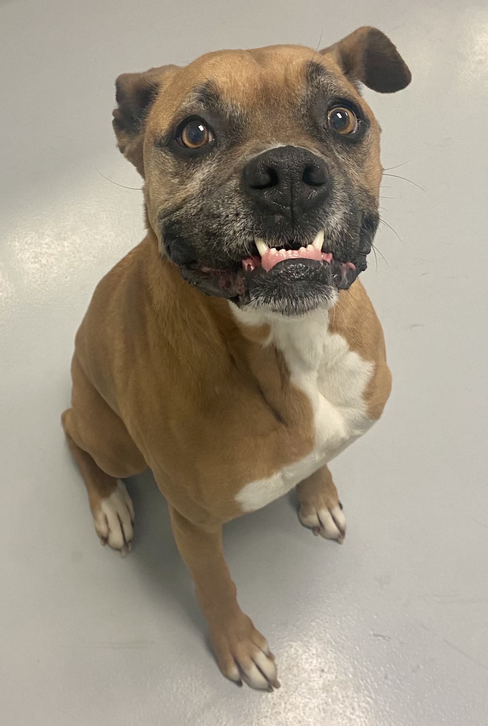 Phoxi with an underbite boxer dog with an underbite