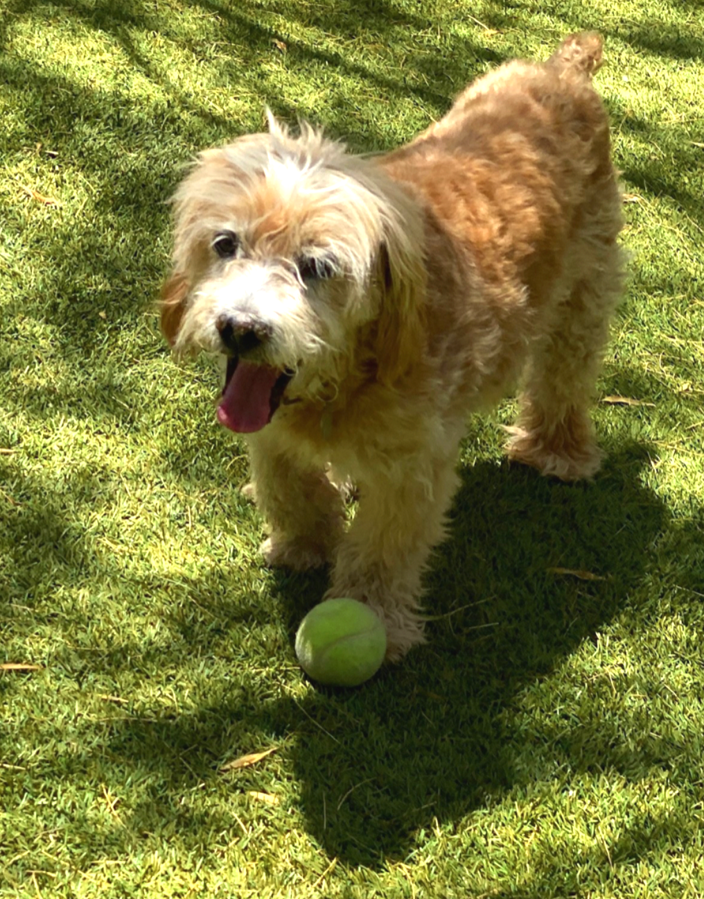 Rio outside in the grass beige poodle mix outside in the grass
