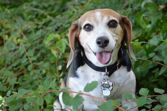 Tri color beagle with mouth open sitting among branches and green leaves