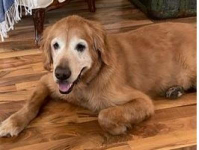 Sady Lady the senior golden retriever senior golden retriever