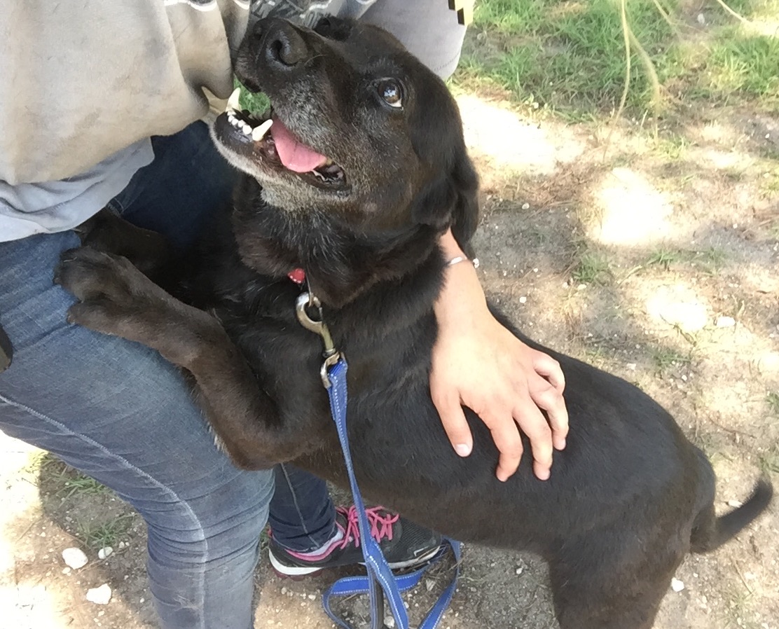 Black lab mix turned toward person standing up and petting her.