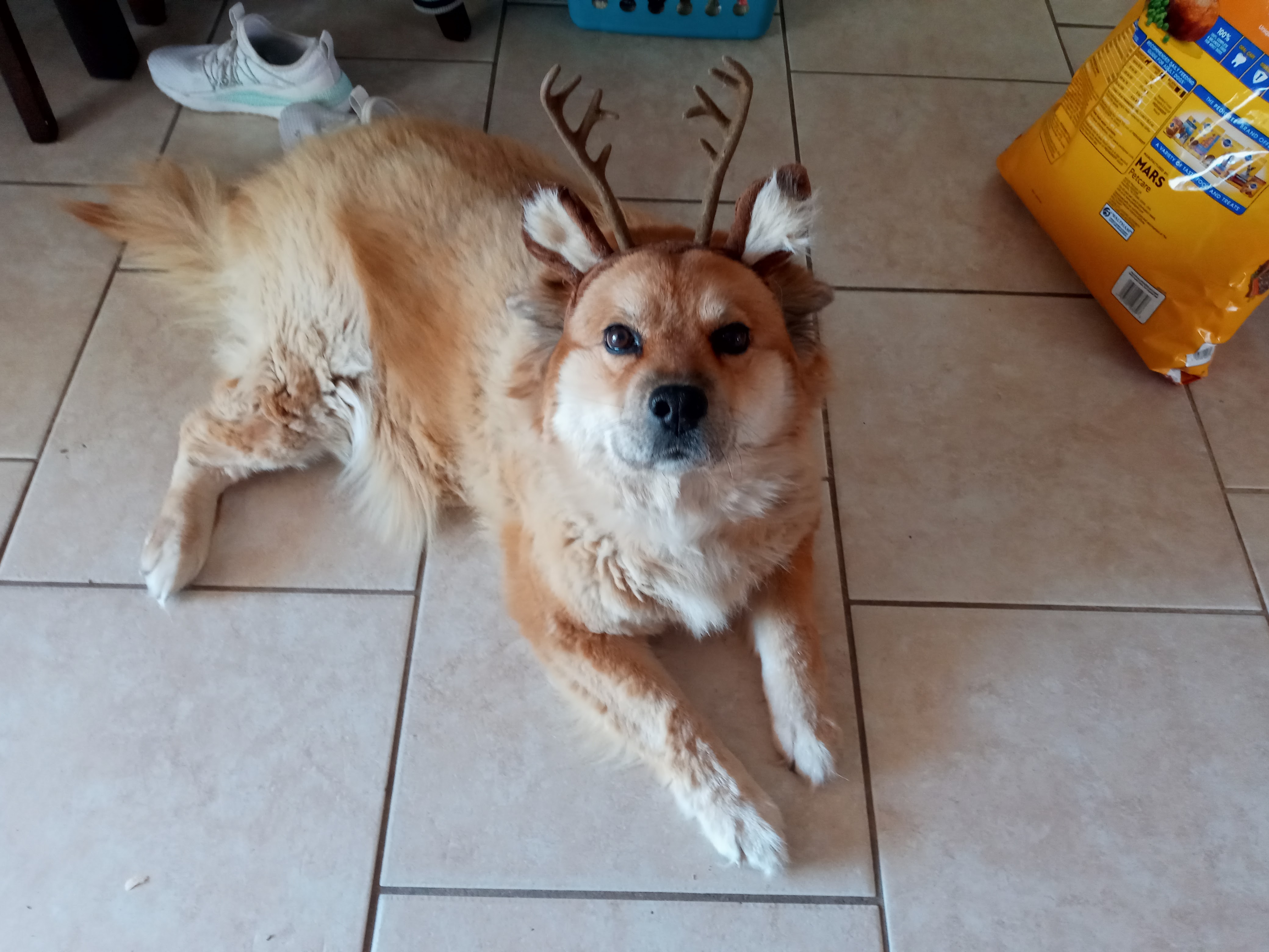 Sasha wearing antlers fluffy dog wearing antlers