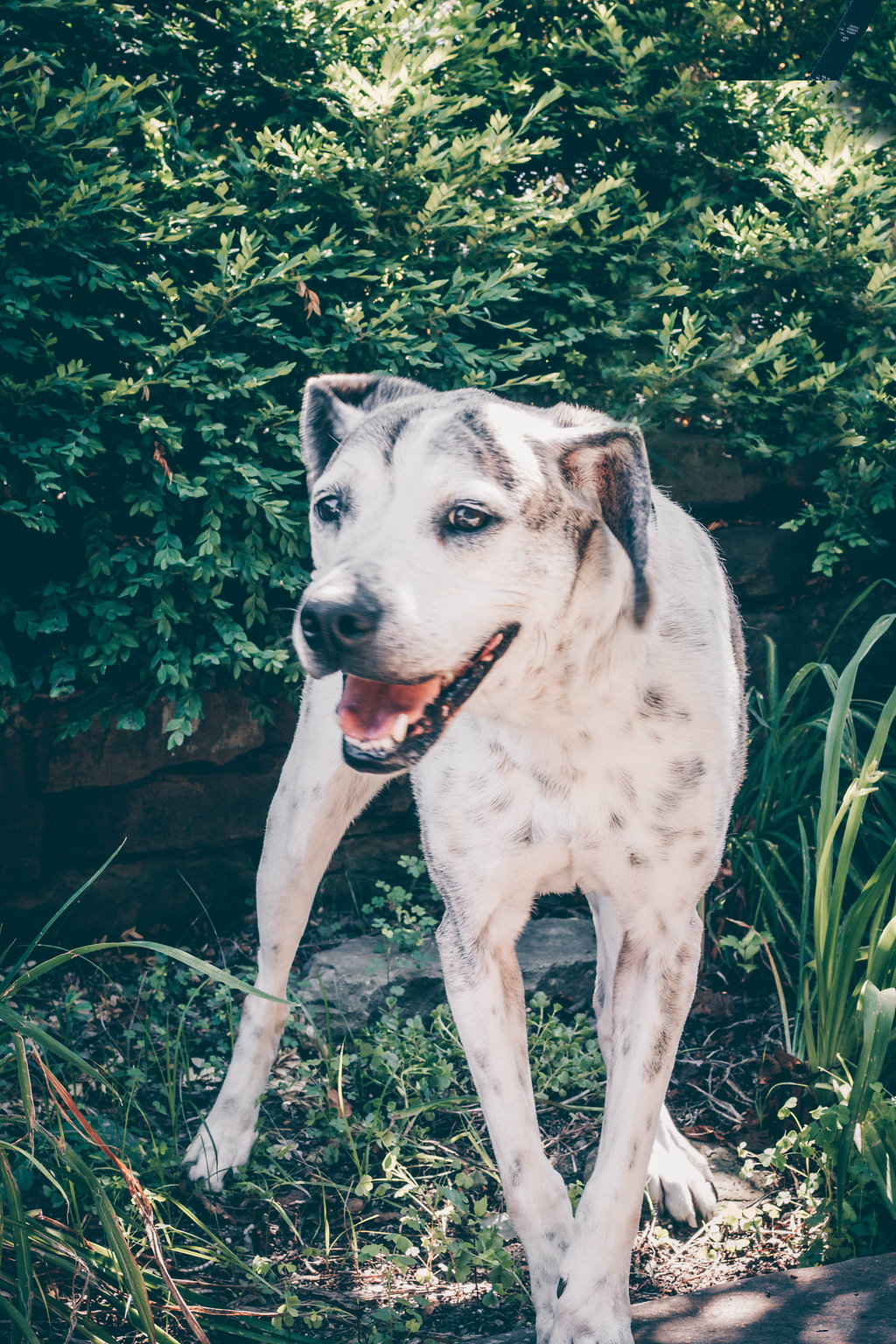 Large ,white dog standing in front of bushes.