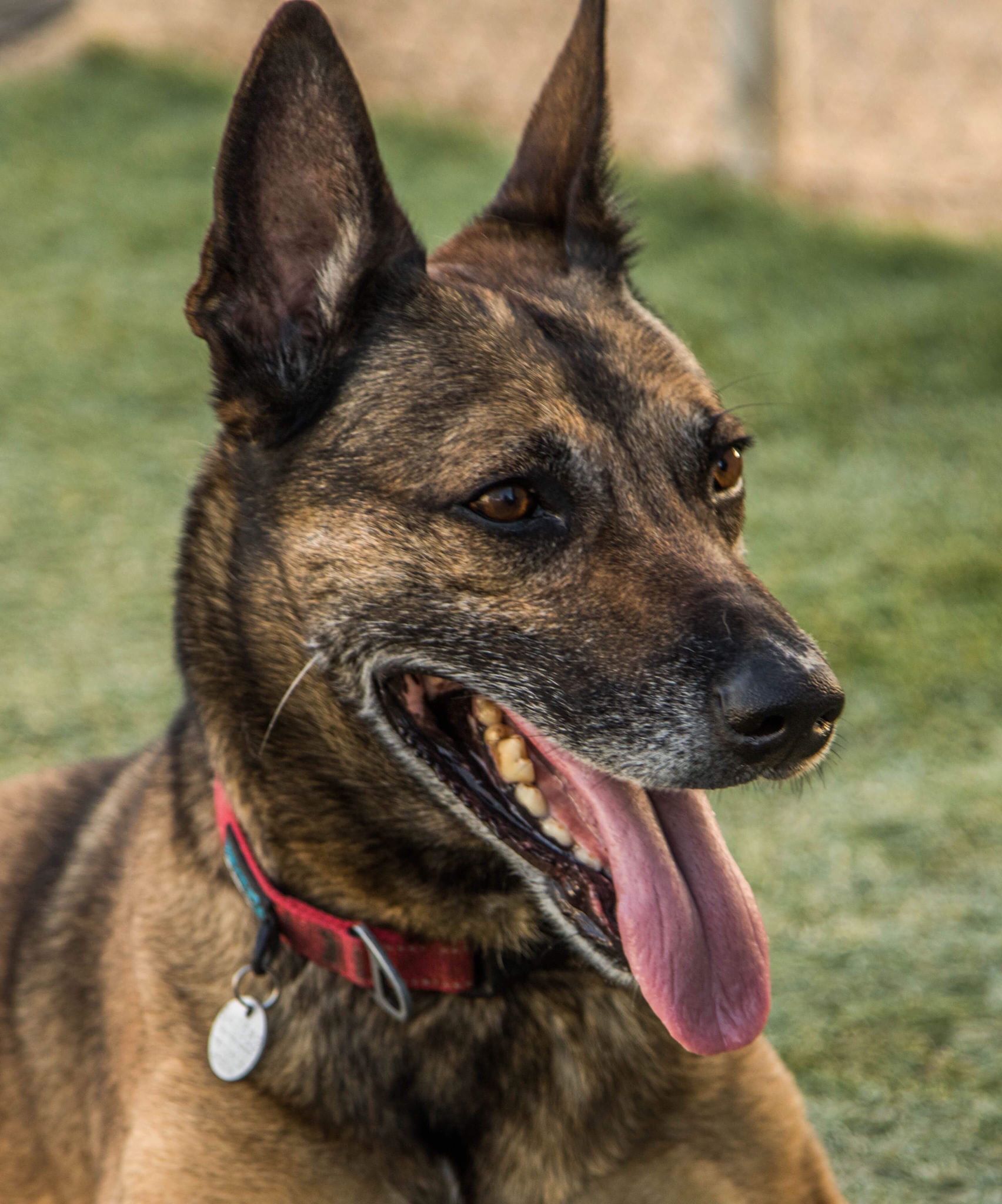 Shepherd mix with ears up and tongue out. Grass in background.
