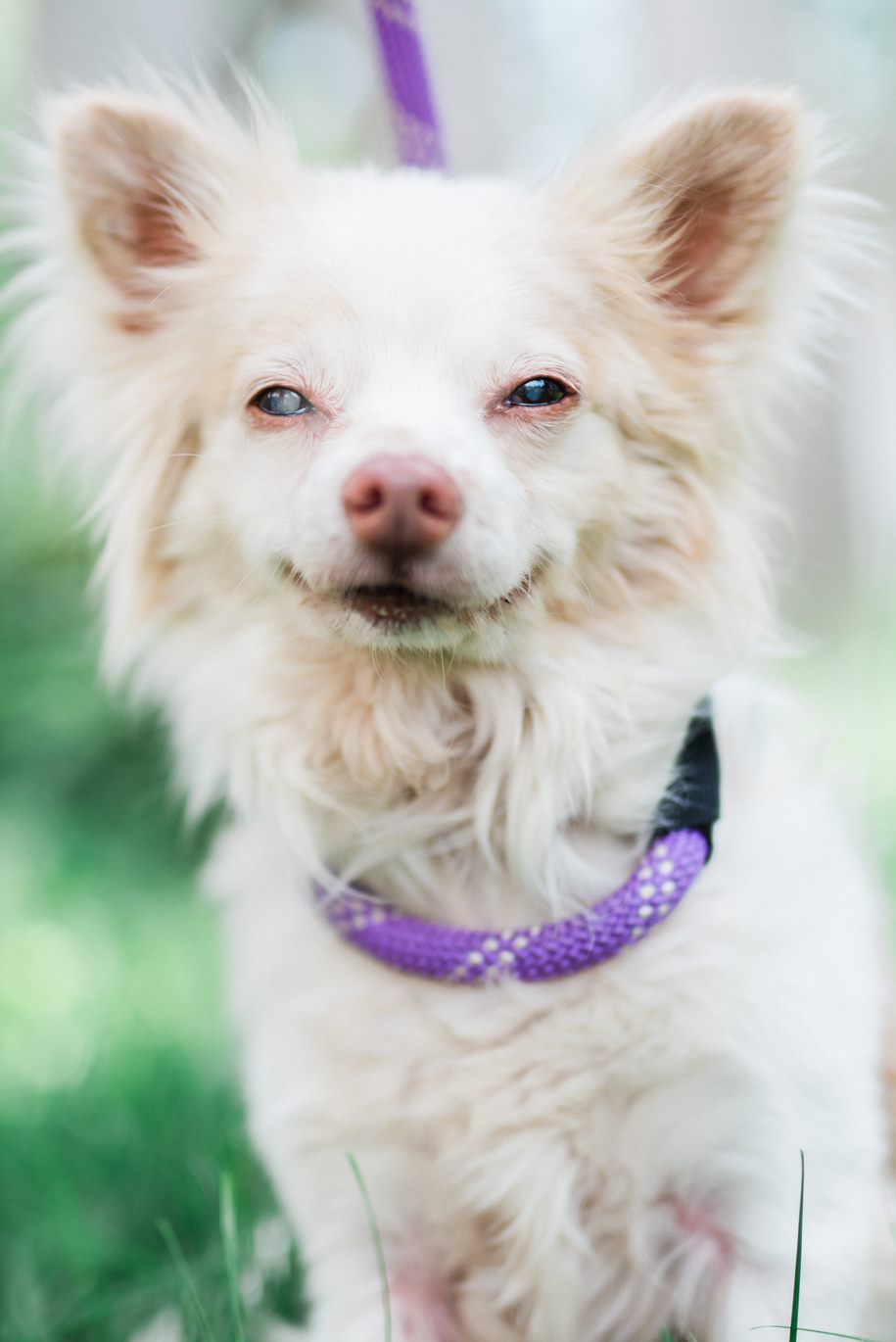 Graham Greene Little white fluffy dog Graham